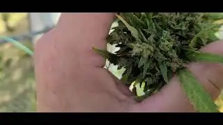 How I wind proof my majuana plants 🪴