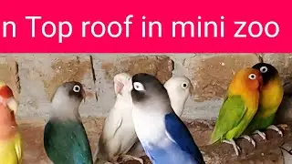 Different Birds Different sound in my mini zoo