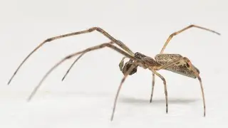 What is the Temperament of a Long-Jawed Orb Weaver?🕷️🌿