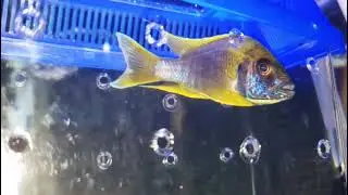 Aulonocara Jacobfreibergi Mamelela Undu Reef F1