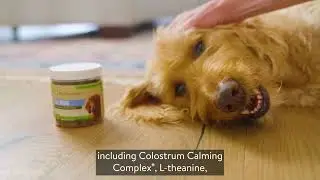 Spotlights at Walmart: Pet Naturals Calming Chews