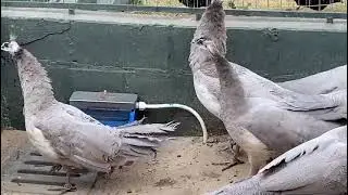 Pavao Opal  ou Pav&atilde;o Cinza  ( filhotes ) do Criat&oacute;rio Carvalho /Tudoaves