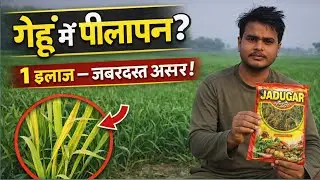 गेहूं में पीलापन का 1 पक्का इलाज | Magnesium Sulphate | Wheat Yellowing