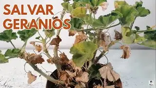 Salvar geranios pelargonium chuyito jardinero