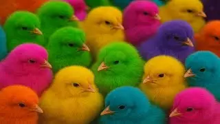 World Cute Chickens, Colorful Chickens, Rainbows Chickens, Cute Ducks, Cat, Rabbits,Cute Animals🐤🐣🦆🐟