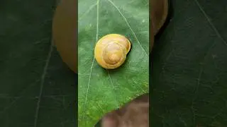 Прыгучая ЛЕСНАЯ УЛИТКА.