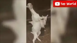 🐐 😲 😀 😂 🤣 GOATS SCREAMING LIKE HUMANS ,TRY NOT TO LAUGH 🐐 😲 😀 😂 🤣 COMPILATION !!!!