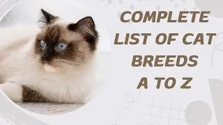 Complete List of Cat Breeds A to Z