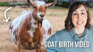 Watch This Big Mama Give Birth To...SO MANY BABIES! 😳 (goat labor & delivery)