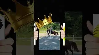 Which do you prefer?#horse#for-life#ever#pony#hunter jumper#showjumping#training
