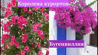 КАК ВЫРАЩИВАТЬ БУГЕНВИЛЛИЮ 🌺 #Bugenvillia 🌺 #Mandevilla 🌺 #Dipladenia sundaville #oldenburgru#239