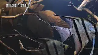 Rio Nanay Angelfish