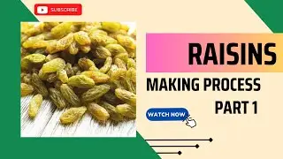 Raisin Making Process Part 1 #raisin #grape #agriculture