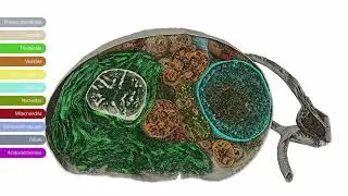 3D imaging of a Chlamydomonas reinhardtii imaged with Hydra Bio Plasma-FIB