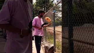 Amazing Yellow Colour Coconut Cutting 😲 | Yellow Colour Coconut #coconut #coconutcutting #skill