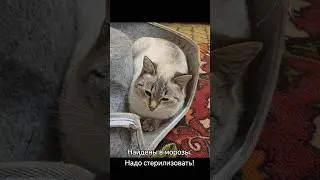 Срочный сбор на стерилизацию! 🐾