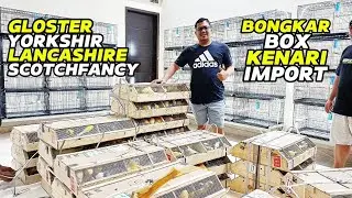 UNBOX ‼️GLOSTER, LANCASHIRE, SCOTCH FANCY, YORKSHIRE Canary...