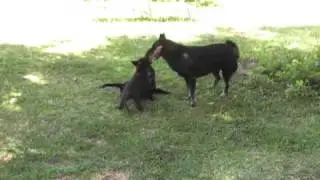 German shepard pups play with mom