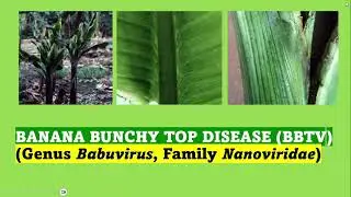 Banana Bunchy Top Disease: causes, symptoms, epidemiology, and management