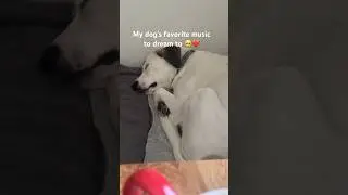 This is music I use to relax my dog and keep him calm ❤️ | PAWSFM 🐾 #Shorts #Dog #Music