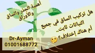 تركيب السوق (الساق في النبات)