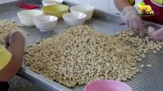 About Vietnam Cashew