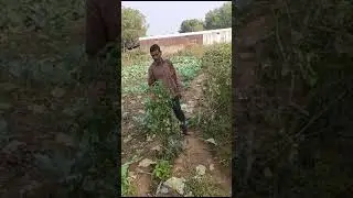 how to save money by doing organic vegetable farming