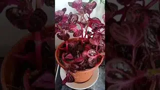 Plantitas at home