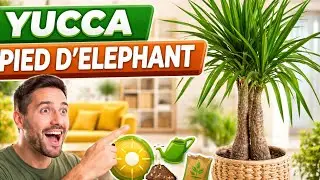 Rempotage de Yucca Pied d'&eacute;l&eacute;phant 