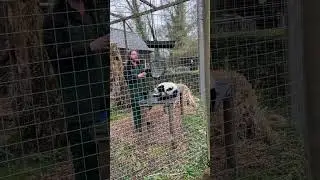 Lemur&rsquo;s tour guide