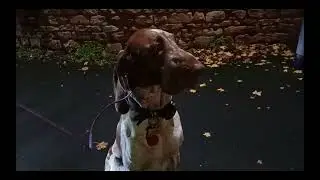 How to desensitise your dog to fireworks
