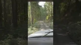 Heavy Haul Trucking in the forest #timber #heavyhaul #willamettevalley