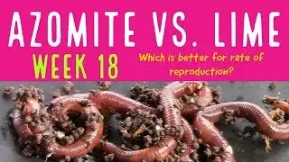 Azomite Vs. Lime:  Let Them Sprout!  18th Week Update.