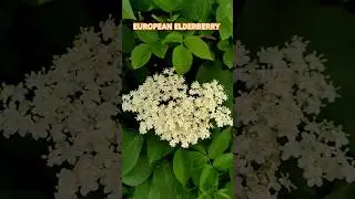 Elder plant | elderberry | European elderberry #satisfying #flowers #nature #gardening #flowergarden
