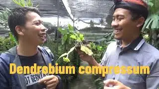 Dendrobium compressum mirip sekali dengan anggrek D  platygastrium