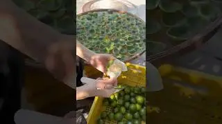 &iquest;Por Qu&eacute; Nunca Tiran La C&aacute;scara De La Mandarina?