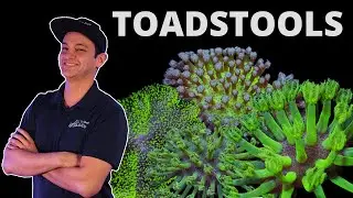 Top Shelf Aquatics' Coral Care Series - Toadstools