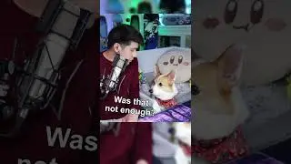 Только один??? #смешныеживотные #корги #моясобака