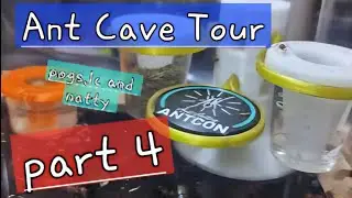 Ant room tour part 4. Good Pigs except the acros