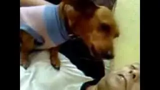 Perrita Salchicha Chillona