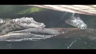 Video I took at Chester zoo of the Spectacled Caiman 