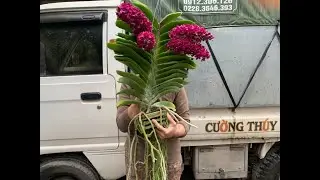 Hoa tết về ngập nhà ...0981550768