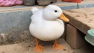 リーダーはつらいよ！頑張るモコちゃん。（コールダック）