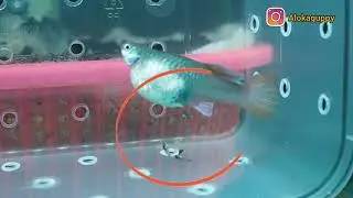 GUPPY GIVING BIRTH / PROSES GUPPY MELAHIRKAN #GUPPY