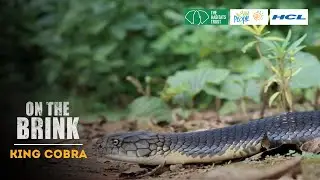 King Cobra - On The Brink - Season 1 (Official Trailer)
