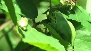 Boomkikker &ndash; Hyla arborea - Annelies van Klinken