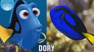 Finding Dory Fish In Real Life 2018
