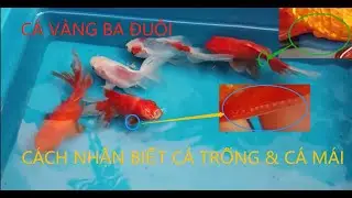 Cánh Nhận Biết Cá Trống , Cá Mái Cực Đơn Giản /Cá Vàng Ba Đuôi
