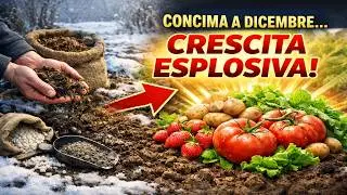 CONCIMA IL TERRENO CON QUESTO A DICEMBRE, e in primavera vedrai una crescita ESPLOSIVA! Il segreto