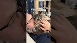 🔊How Loving Maine Coon Cats Are 🐱 Girl 🖤 vs Boy 🧡 #mainecoon #catmom #catdad